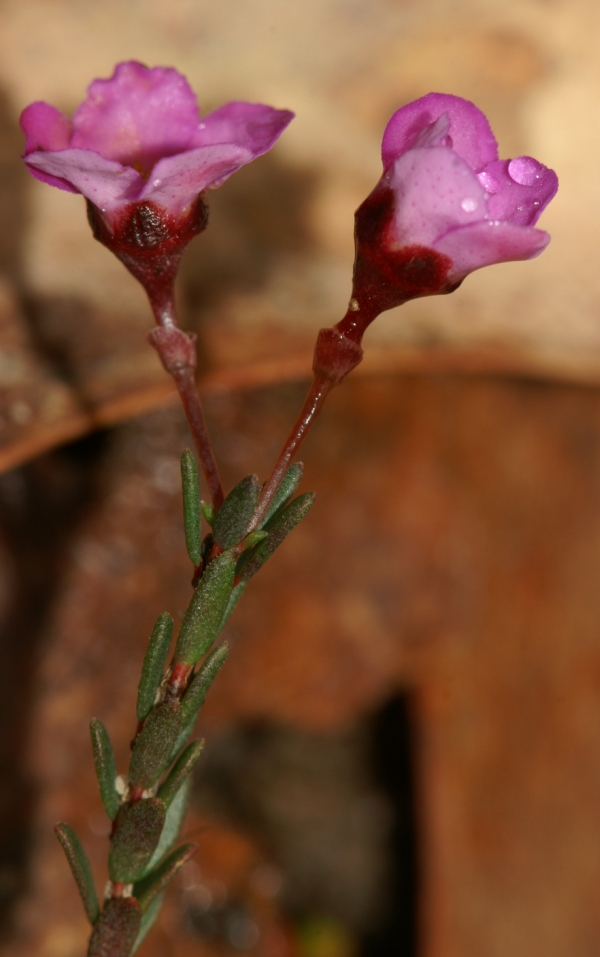 Euryomyrtus ramoissima